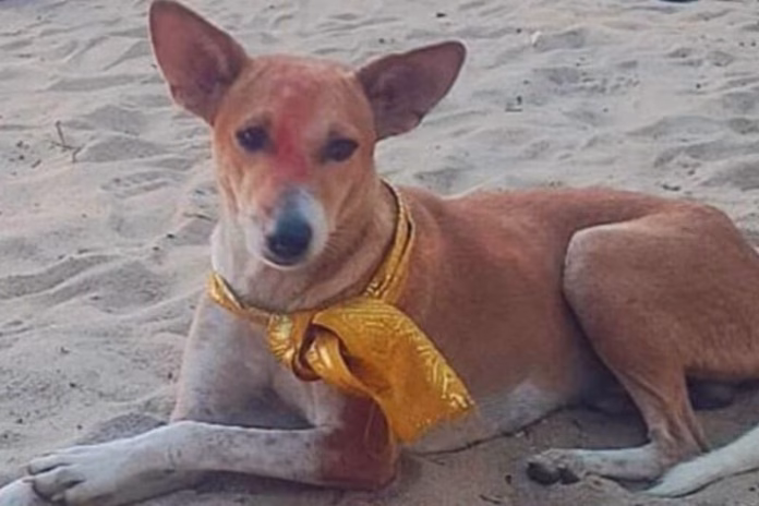dog